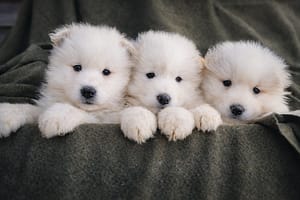 Samoyed Puppies 2025