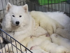 Puppies